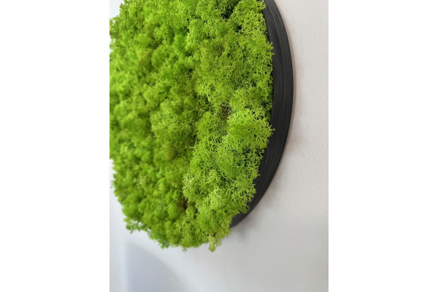 Samblapaneel 40 cm / Saalinäidis - Image 3