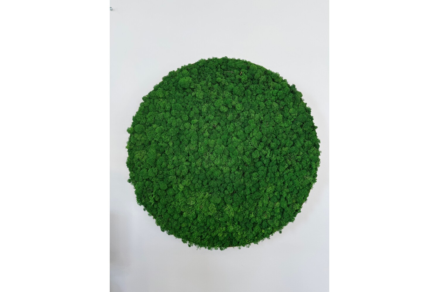 Samblapaneel 60 cm / Saalinäidis
