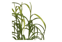 Alternative view of Kõrreline potis