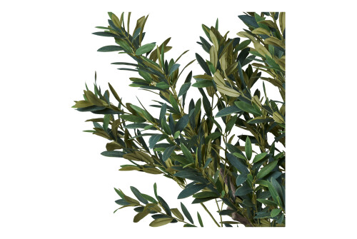 Oliivipuu 220cm - Pilt 3