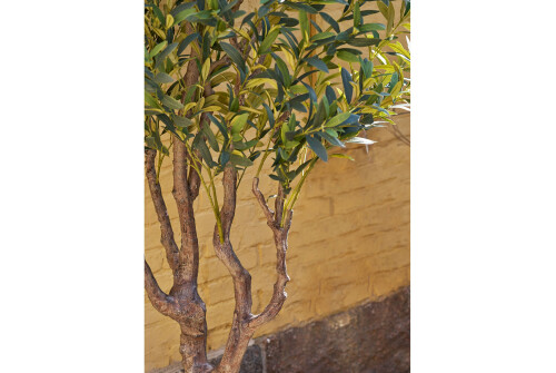Oliivipuu 220cm - Pilt 4