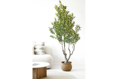 Oliivipuu 220cm - Pilt 6