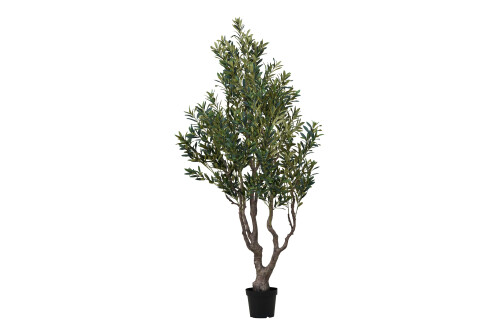 Oliivipuu 220cm